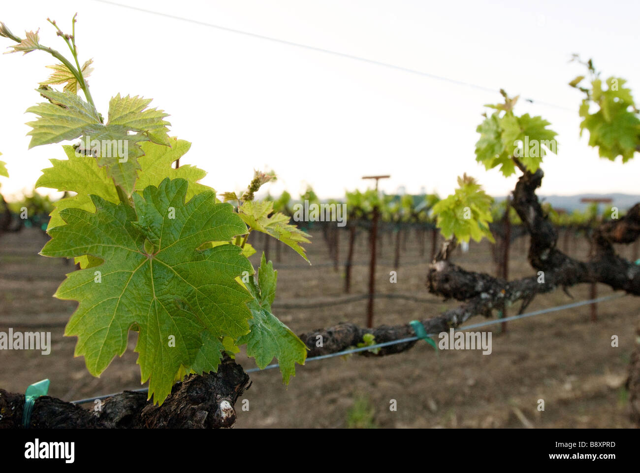 Vino vigna il raccolto Foto Stock