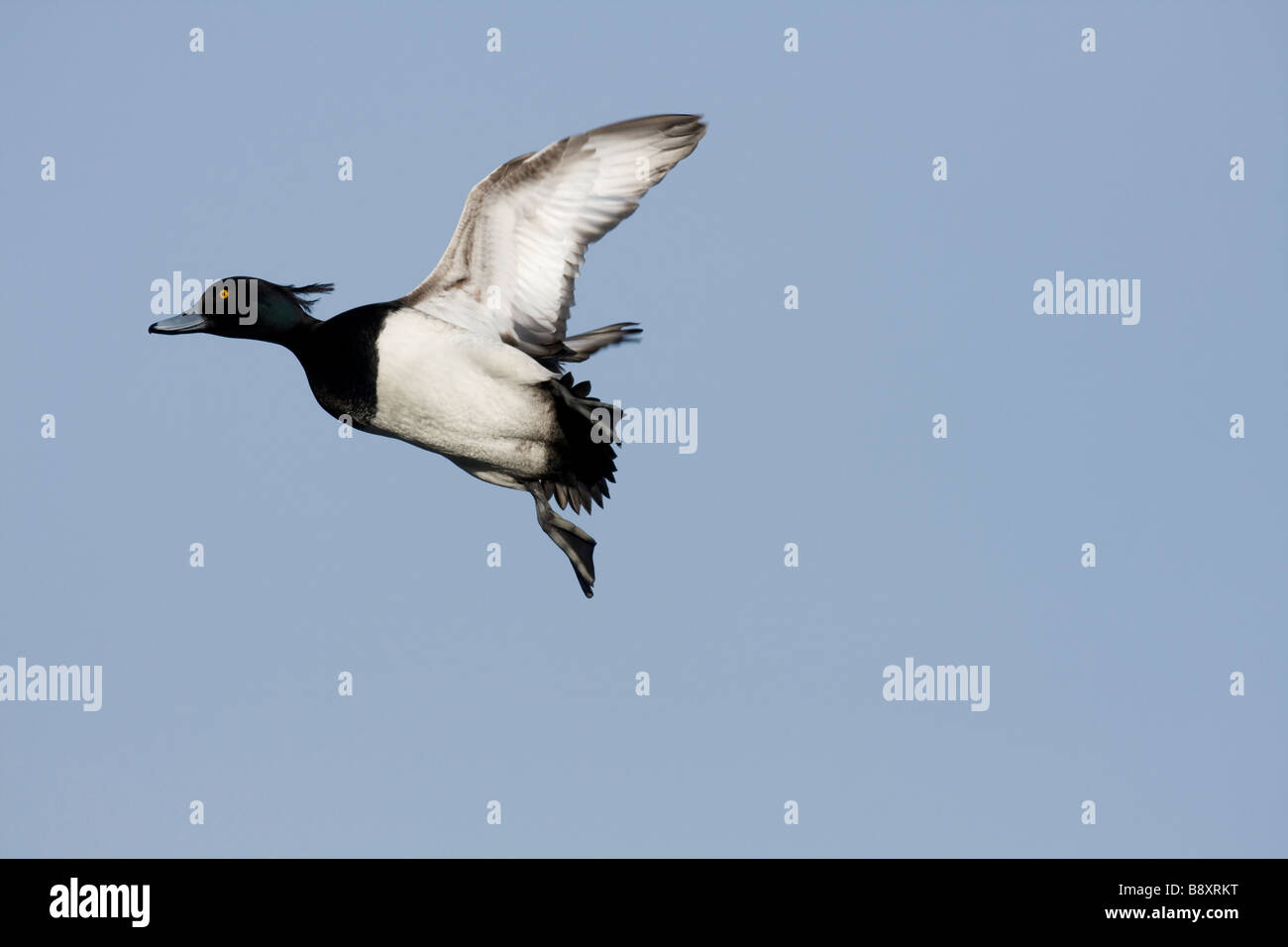 Maschio singolo Moretta Aythya fuligula in volo banking, Gloucestershire, Inghilterra. Foto Stock