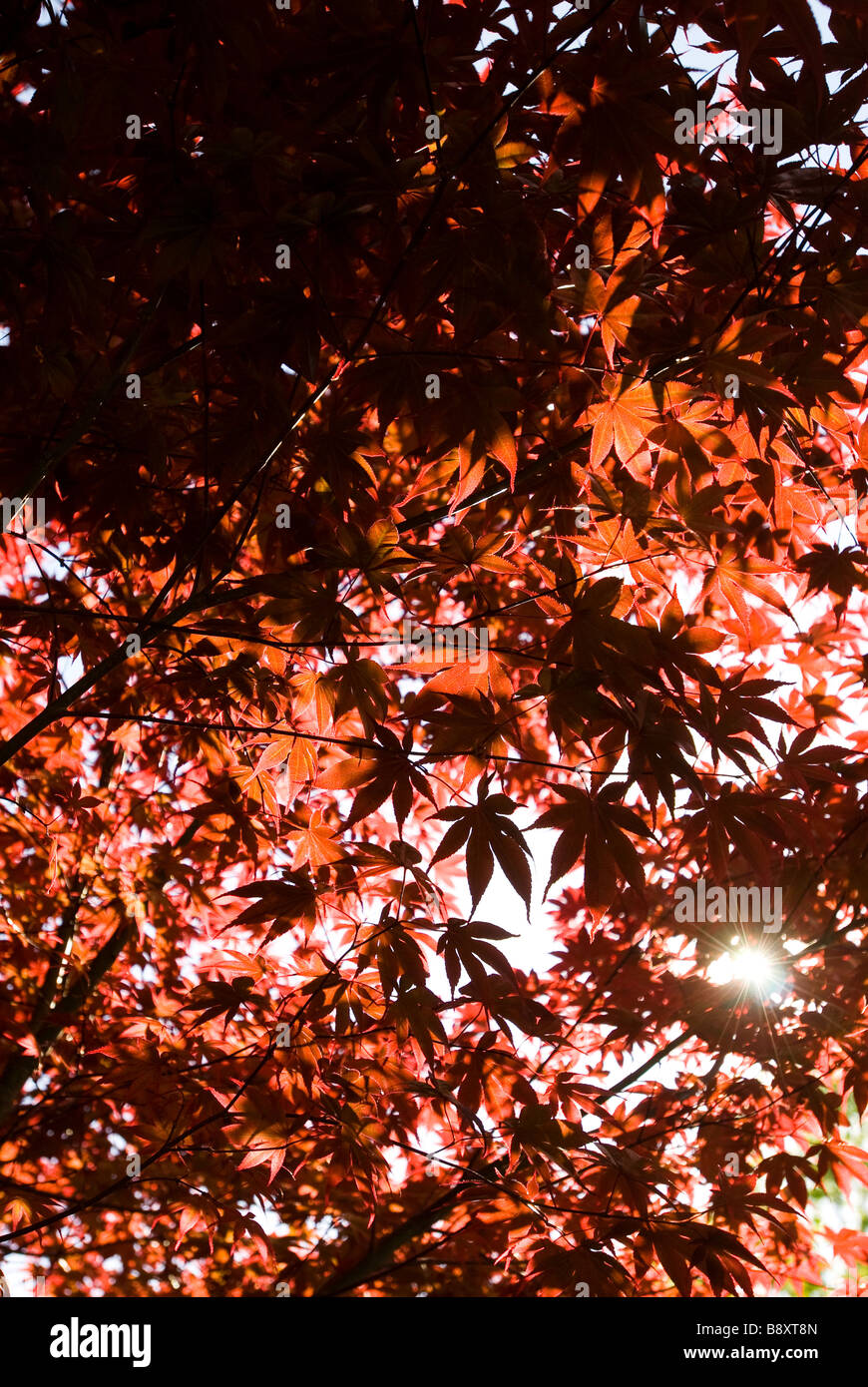 Albero di acero rosso Foto Stock