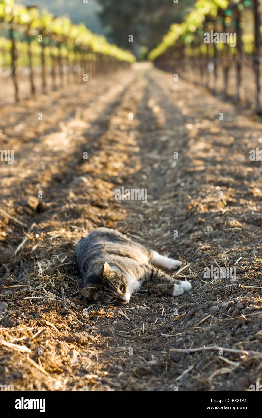 gatto nella vigna Foto Stock