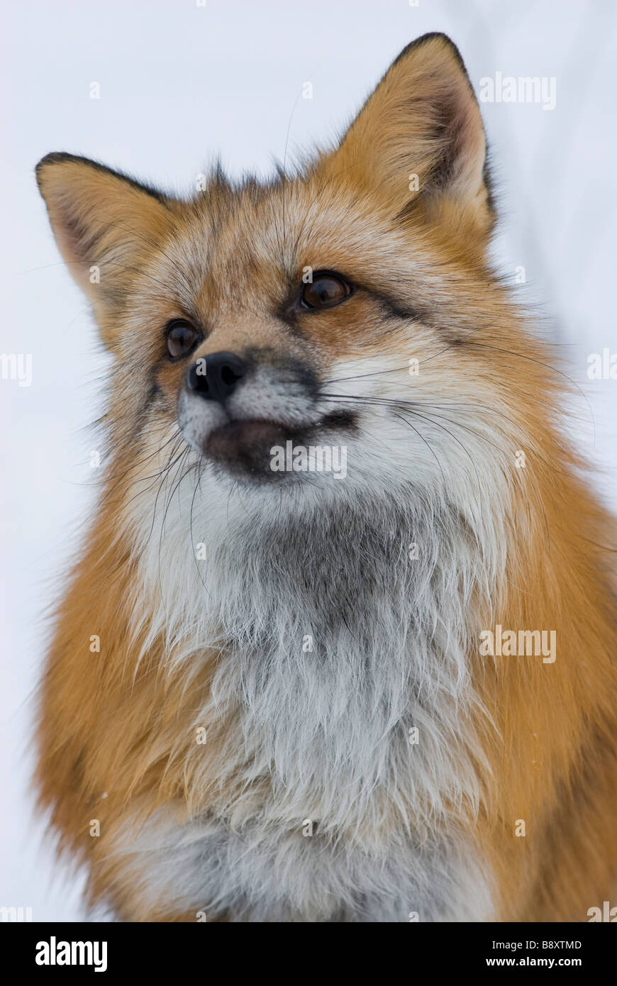 Red Fox in inverno condizioni controllate Foto Stock
