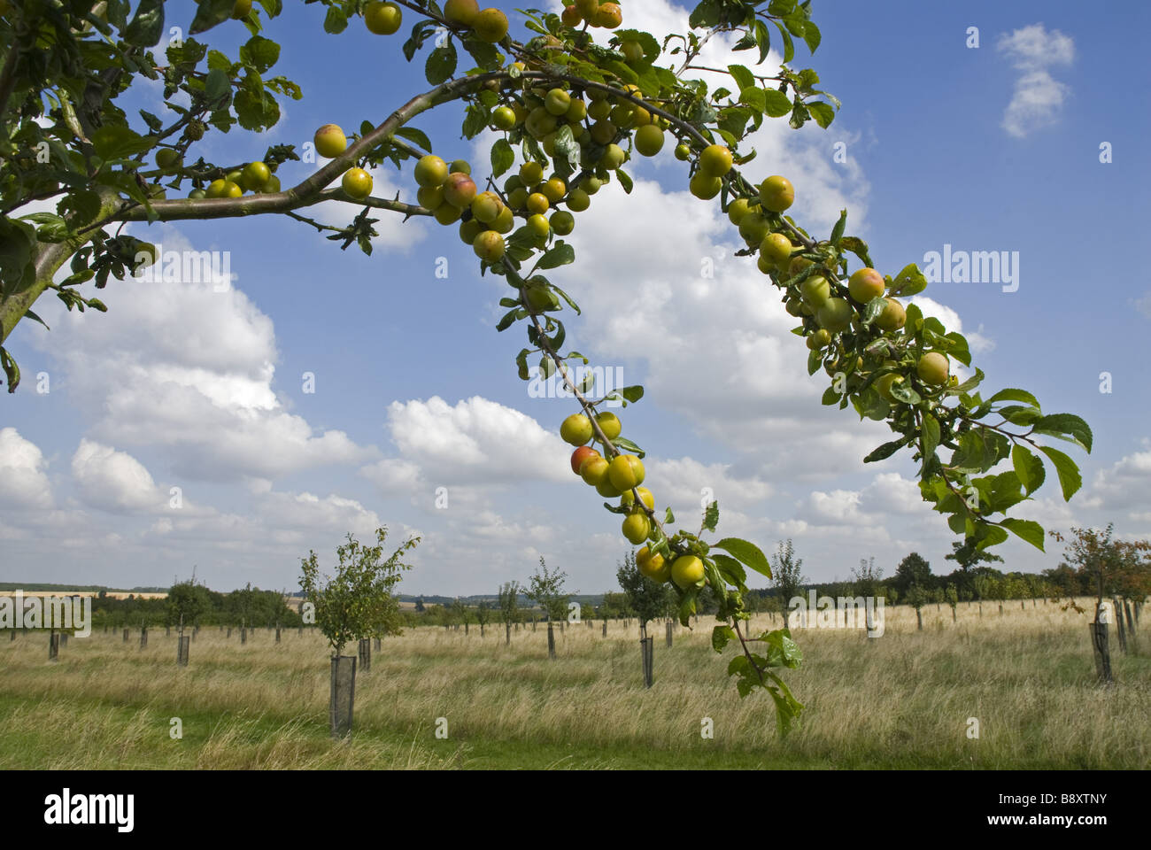 Le prugne sulla struttura ad albero Lyveden New Bield Peterborough Northamptonshire Foto Stock