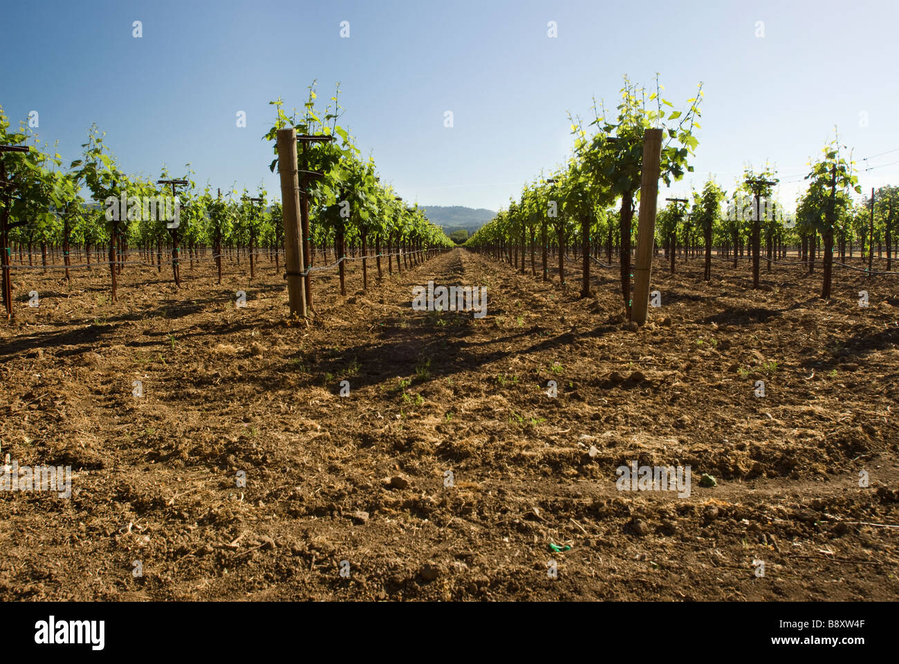 Vino vigna il raccolto Foto Stock