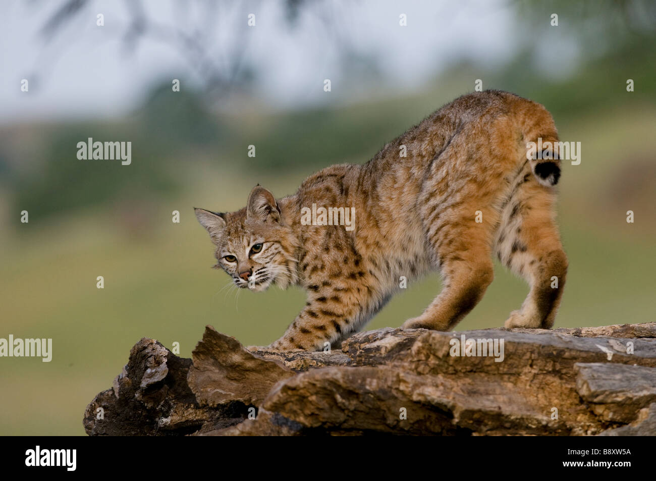 Bobcat su roccia condizioni controllate Foto Stock