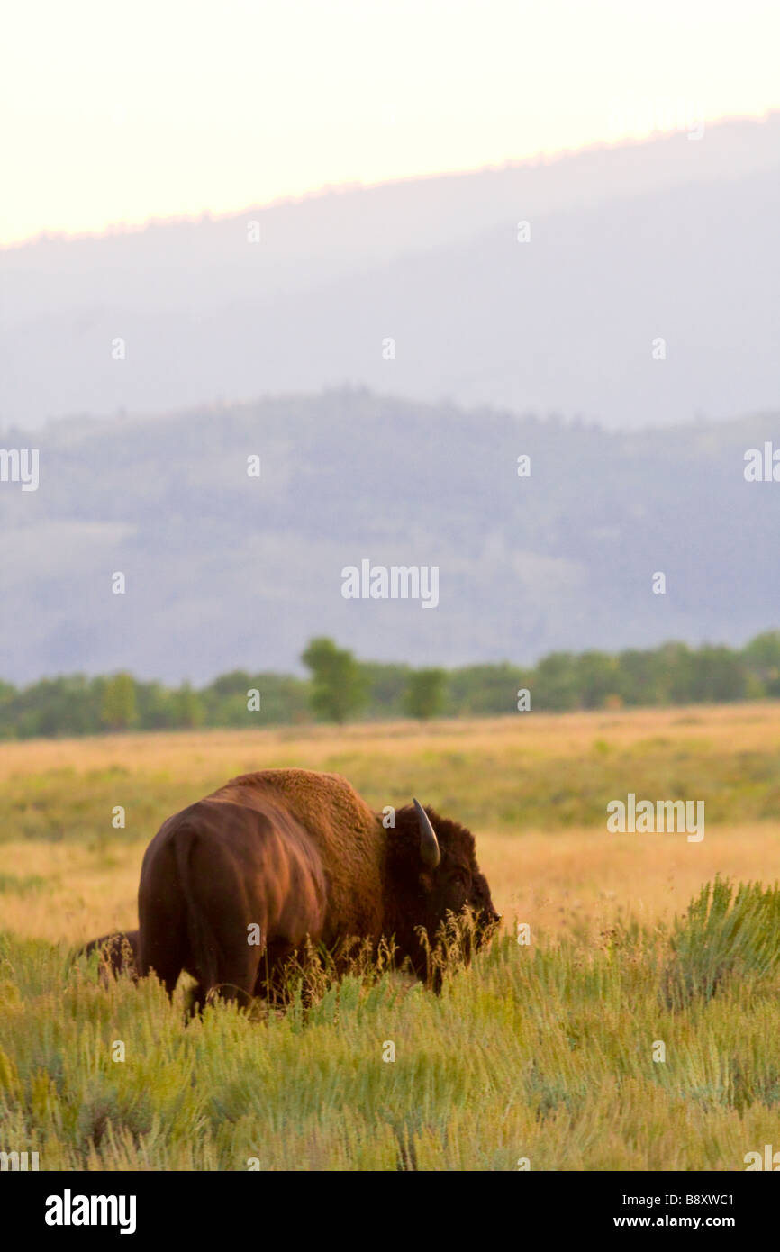 Lone, un maschio, bull Bison, buffalo nel campo di pascolo. Antelope Flats, Jackson Hole Wyoming USA Foto Stock