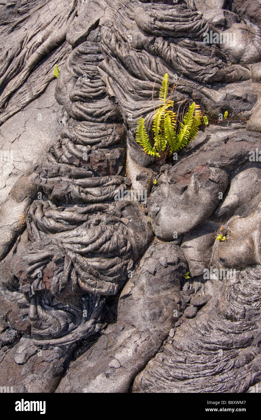 Primo piante radicate nella lava pahoehoe sulla Big Island, Hawaii, Stati Uniti d'America. Foto Stock