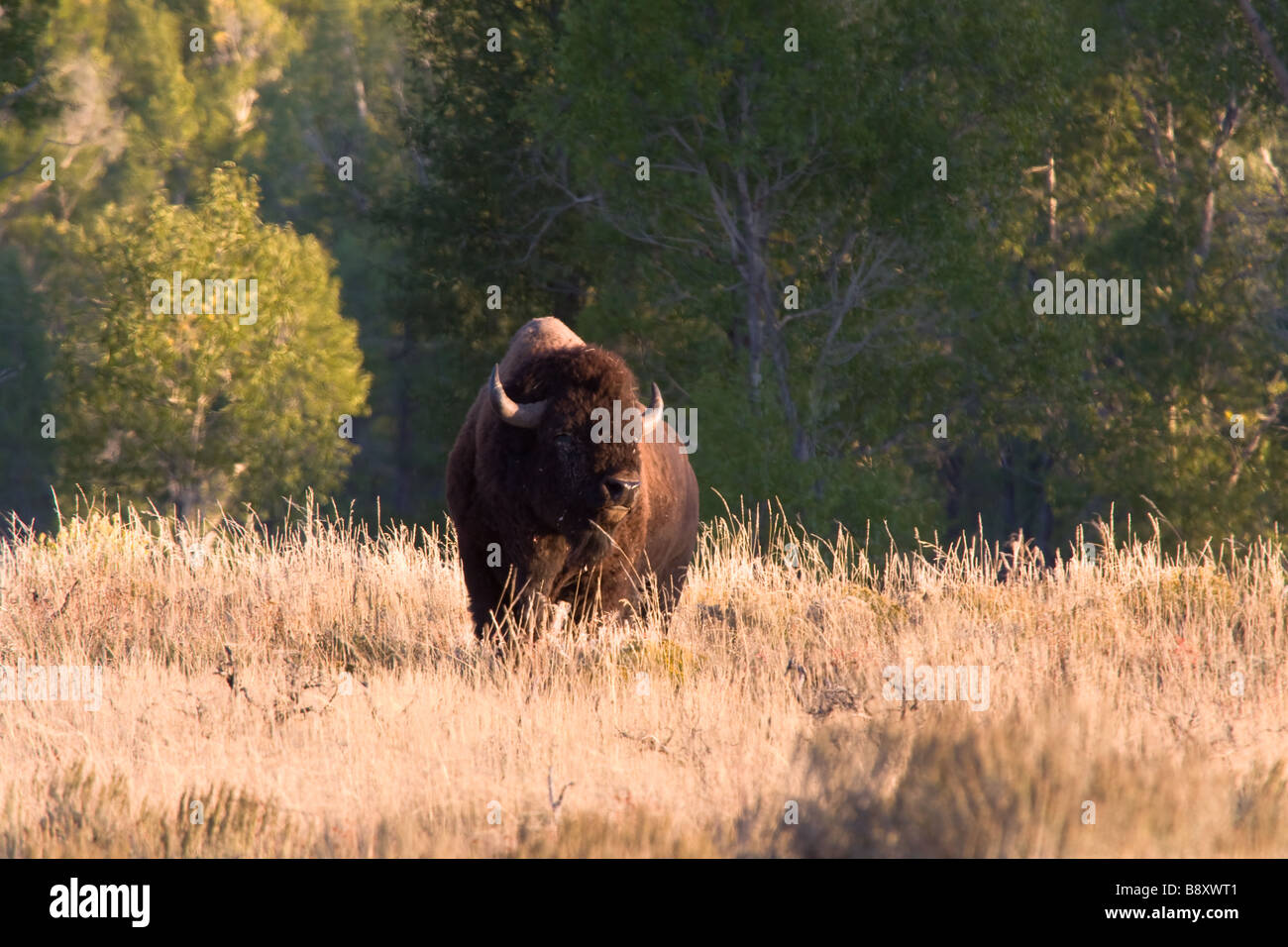 Lone, un maschio, bull Bison, buffalo nel campo di pascolo. Antelope Flats, Jackson Hole Wyoming USA Foto Stock