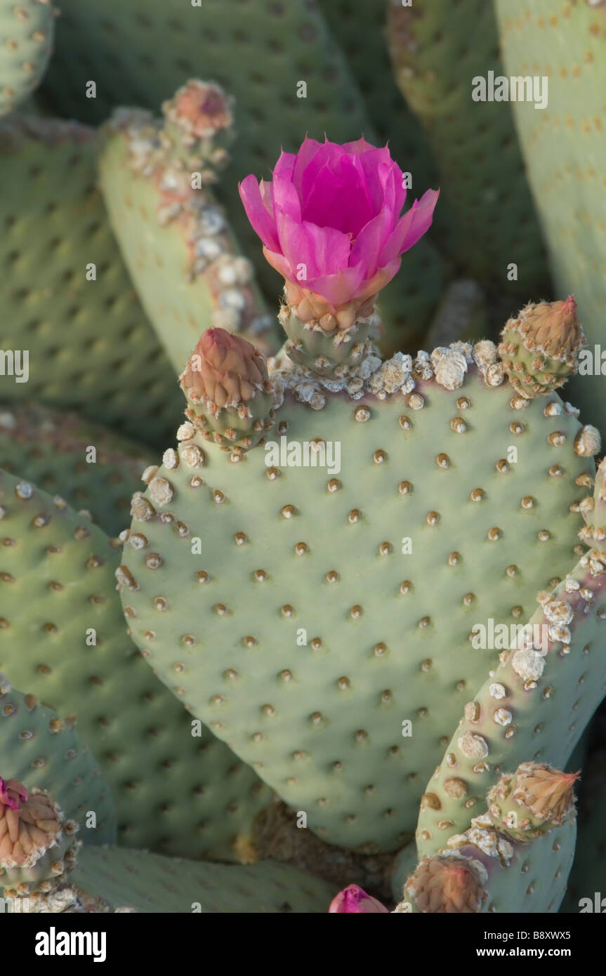 Un nuovo fiore su una coda di castoro fico d'india-pear cactus Foto Stock