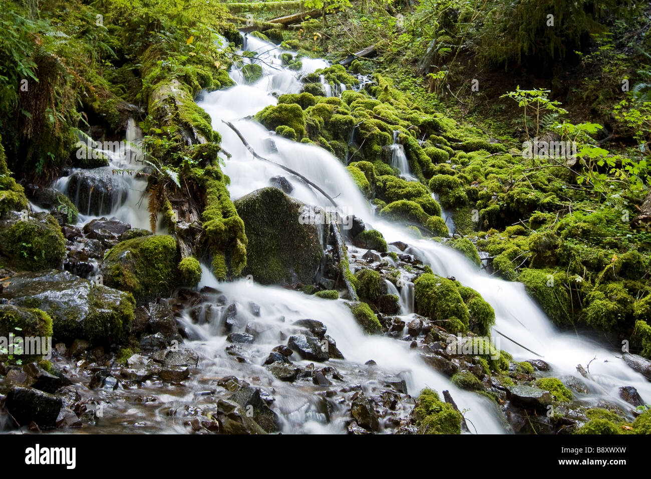 Wahkeena Falls Trail, Columbia River Gorge Foto Stock