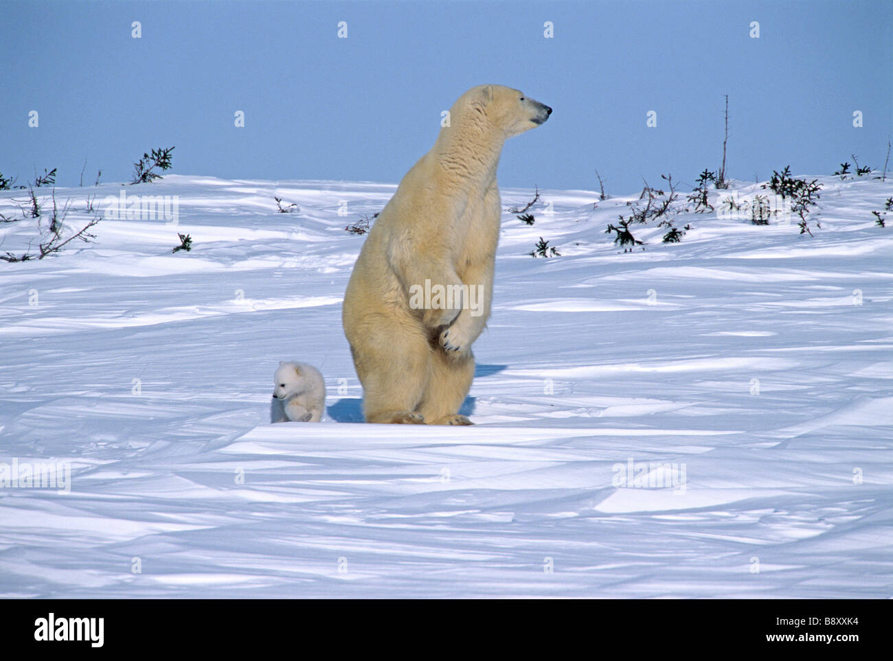 Cucciolo di orso in piedi su due gambe immagini e fotografie stock ad
