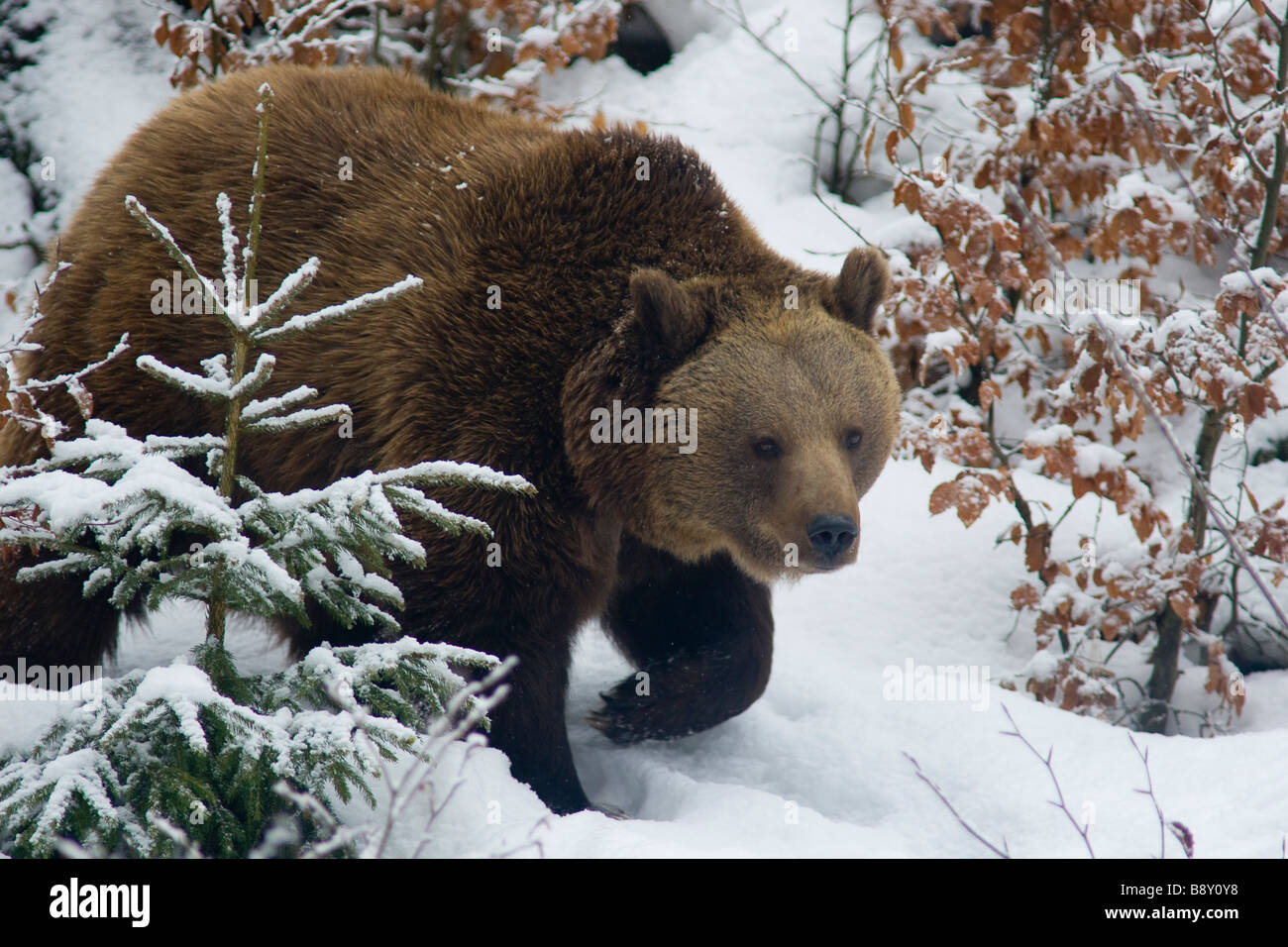 Eurasian orso bruno passeggiate sulla neve Foto Stock