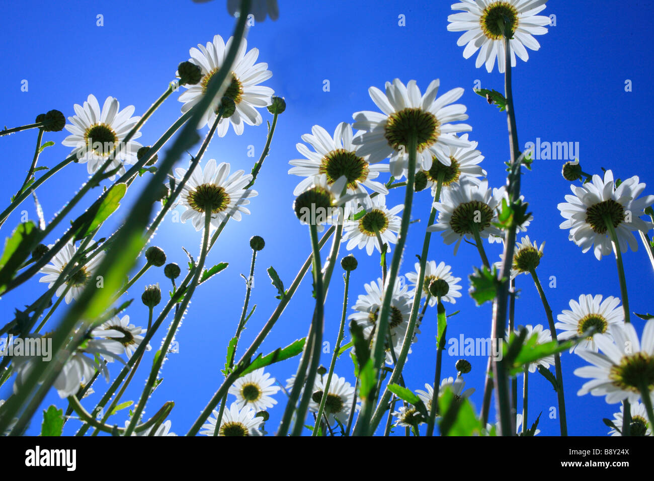 La parte inferiore di fiori di Margherita occhio di bue (Leucanthemum vulgare). Powys, Galles. Foto Stock