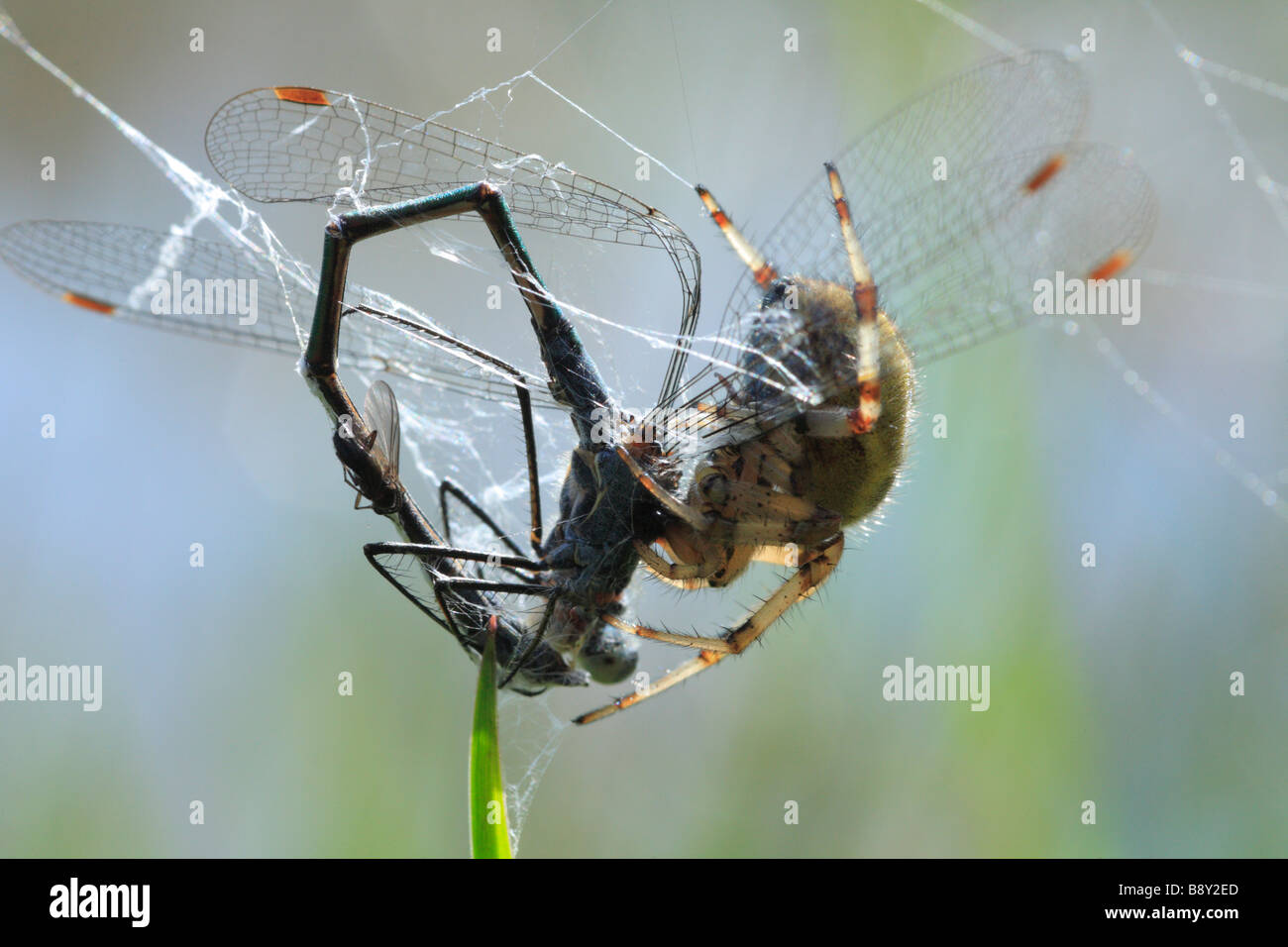 Orb web spider Araneus quadratus alimentazione su uno smeraldo Damselfly. Powys, Wales, Regno Unito. Foto Stock