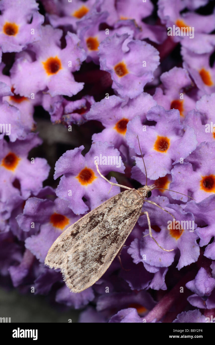 Micro moth Scoparia ambigualis alimentazione su Buddleia davidii in un giardino. Powys, Galles. Foto Stock