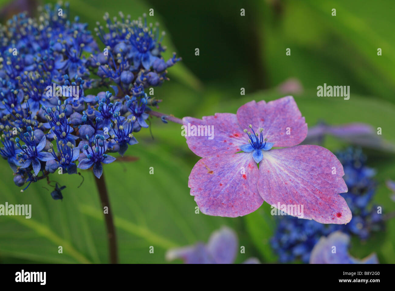 Fiori di Lacecap ortensia (Hydrangea macrophylla) "Onda Blu". Giardino arbusto. Foto Stock