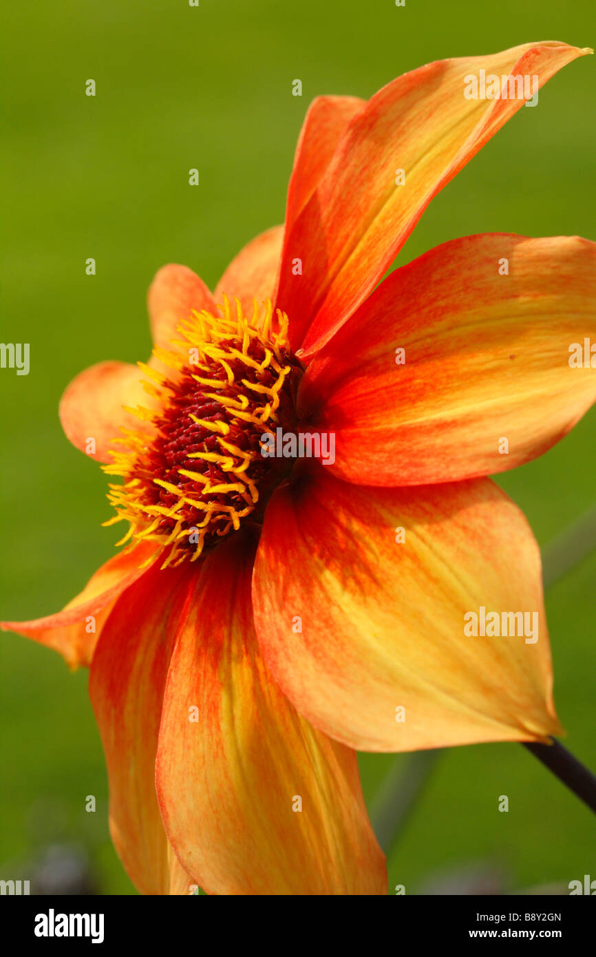 Fiore di un singolo modulo fiorito di giardino Dahlia. Powys, Galles. Foto Stock