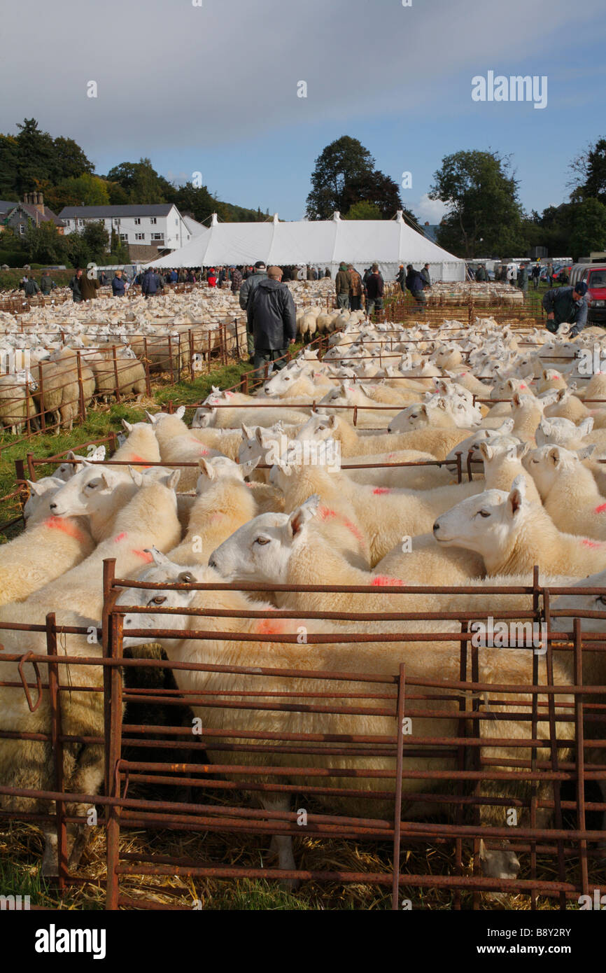 Gallese pecore di montagna in un allevamento di ovini fiera. Llanidloes, POWYS, GALLES, Ottobre 2008 Foto Stock