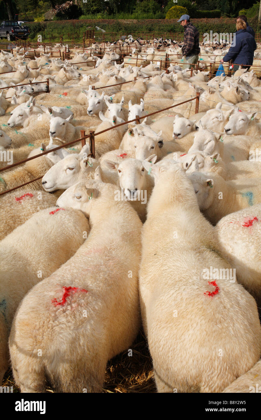 Gallese pecore di montagna in un allevamento di ovini fiera. Llanidloes, POWYS, GALLES. Ottobre 2008 Foto Stock