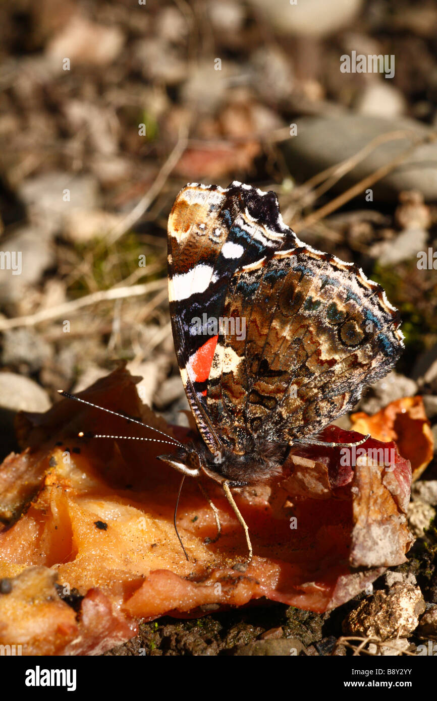 Red Admiral Butterfly (Vanessa Atalanta) alimentazione sulla frutta marcia in un frutteto. Powys, Galles. Foto Stock
