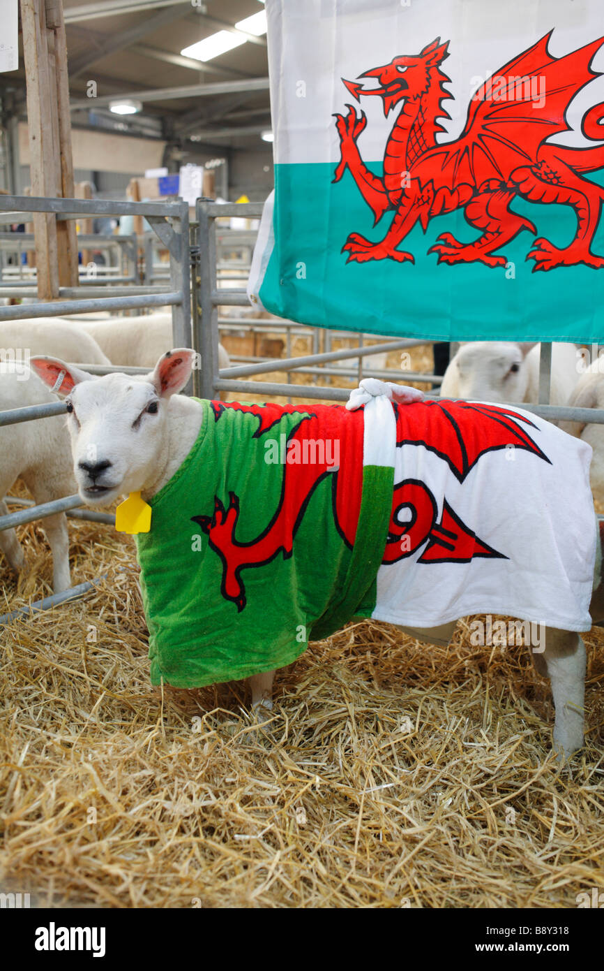 Vincitore del premio agnelli Texel presso il Welsh inverno fiera agricola. Builth Wells, Powys. Dicembre 2008. Foto Stock