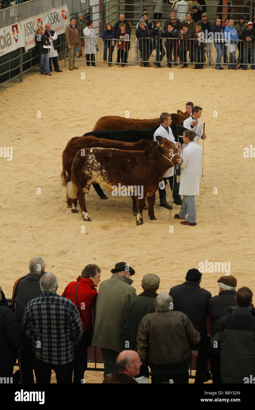 I concorrenti allineando il grasso bovino per giudicare presso il Welsh Inverno Fiera Agricola, Builth Wells. La contea di Powys. Dicembre 2008 Foto Stock