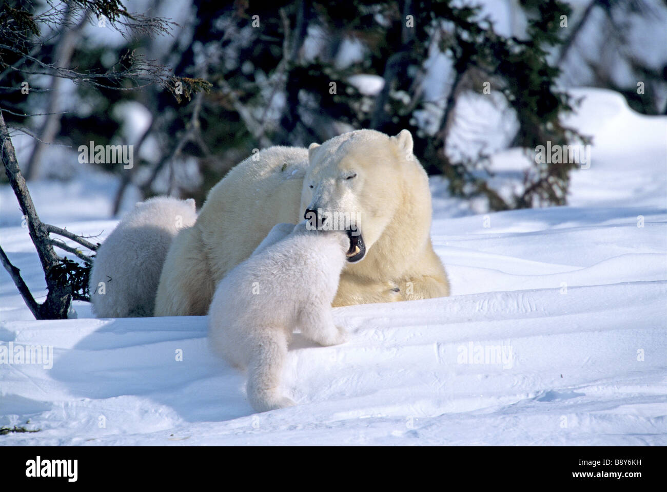 Innocenzo Polar Bear Cub e madre, CANADA Foto Stock