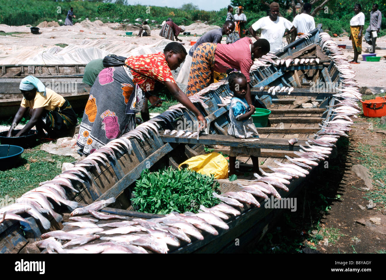 In Kenia, il lago Victoria, Fisher donna asciugando la mattina le catture, tilapia e pesce persico Foto Stock
