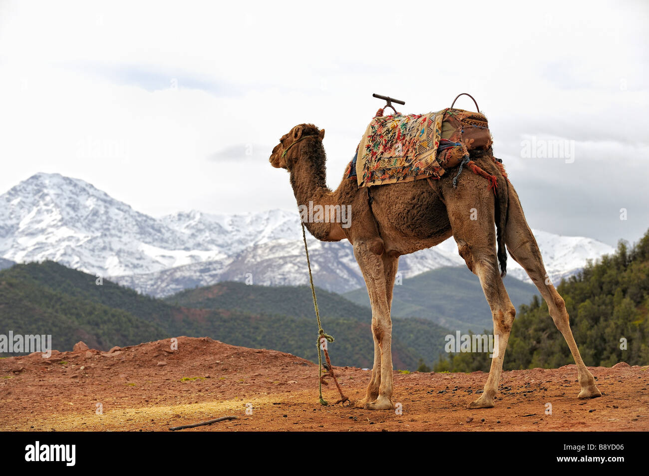 Dromedario contemplando le montagne innevate della Atlas, Ourika Valley, Marocco Foto Stock