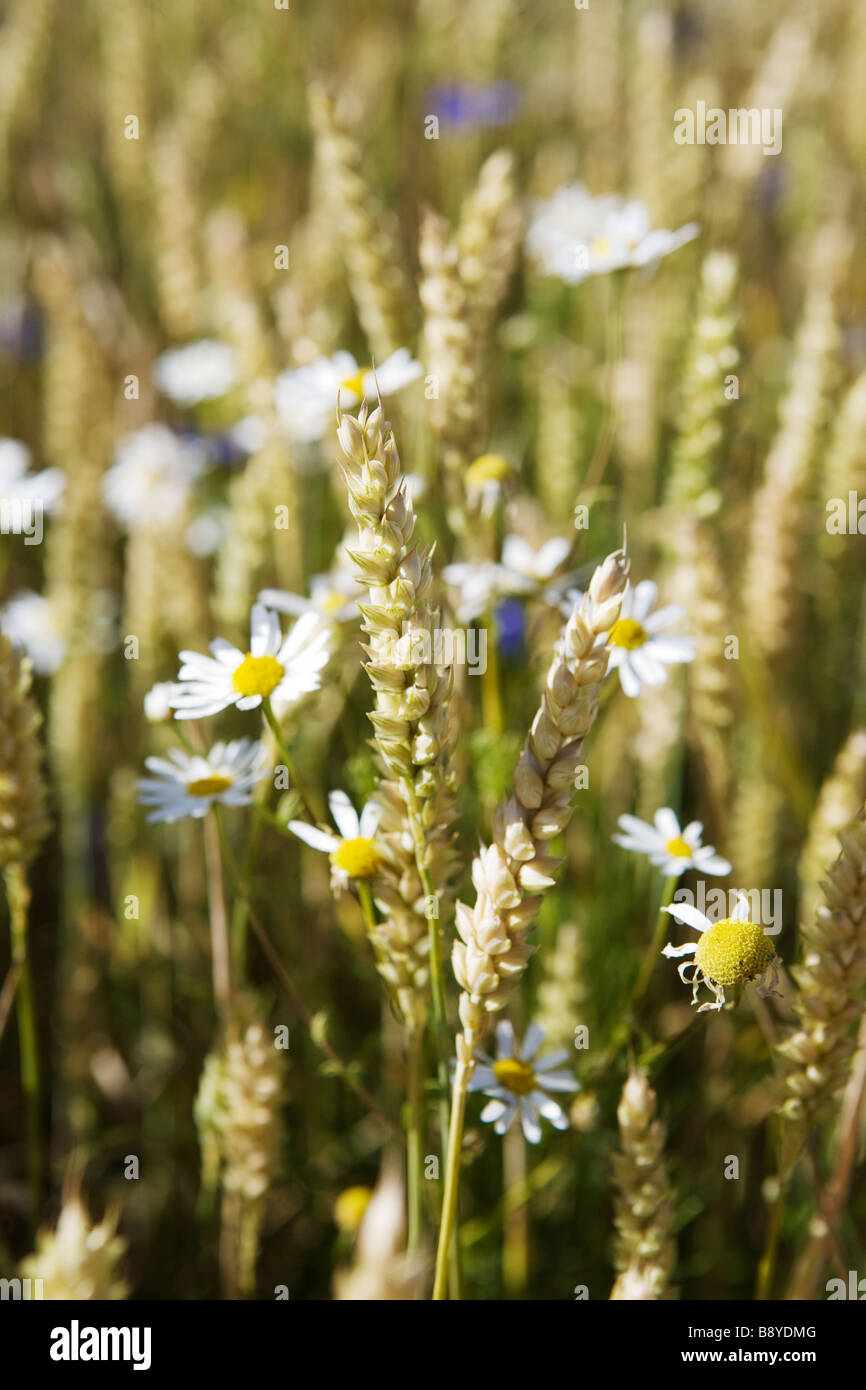 Campo di grano e oxeye daisys Svezia. Foto Stock