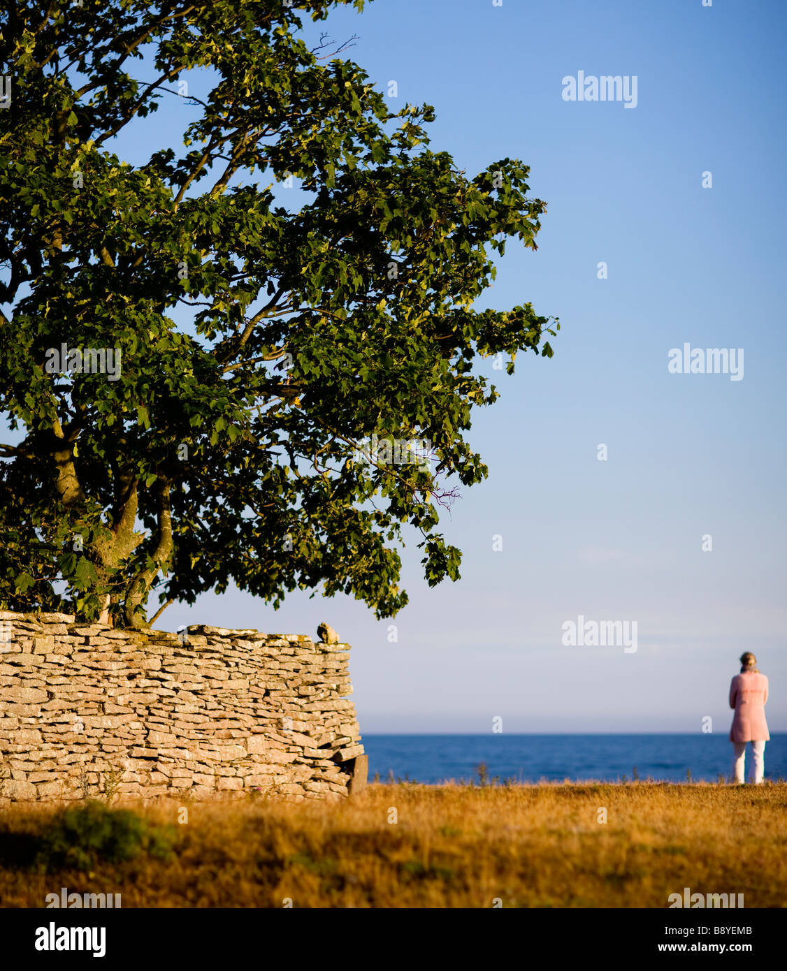 Alberi e muro di pietra dall'oceano Gotland Svezia. Foto Stock