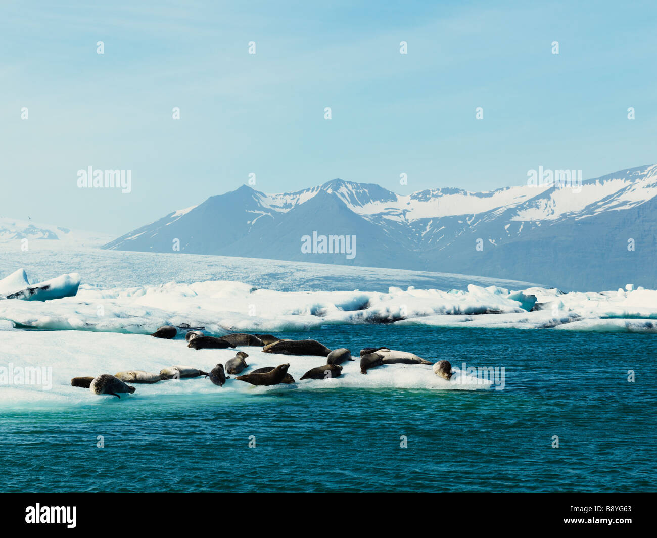 Guarnizioni di tenuta su ghiaccio floe Islanda. Foto Stock