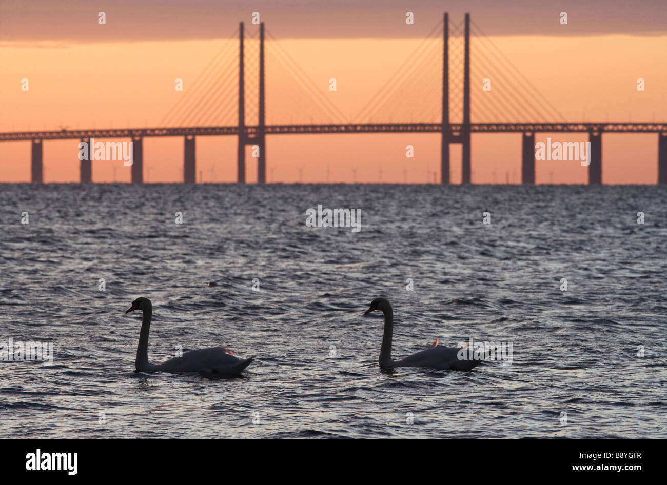 I cigni di fronte Oresundsbron nel tramonto della Svezia. Foto Stock