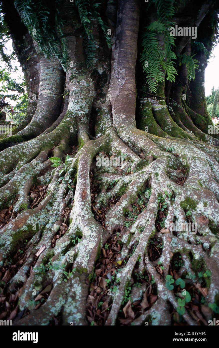 Radici di un albero della Thailandia. Foto Stock