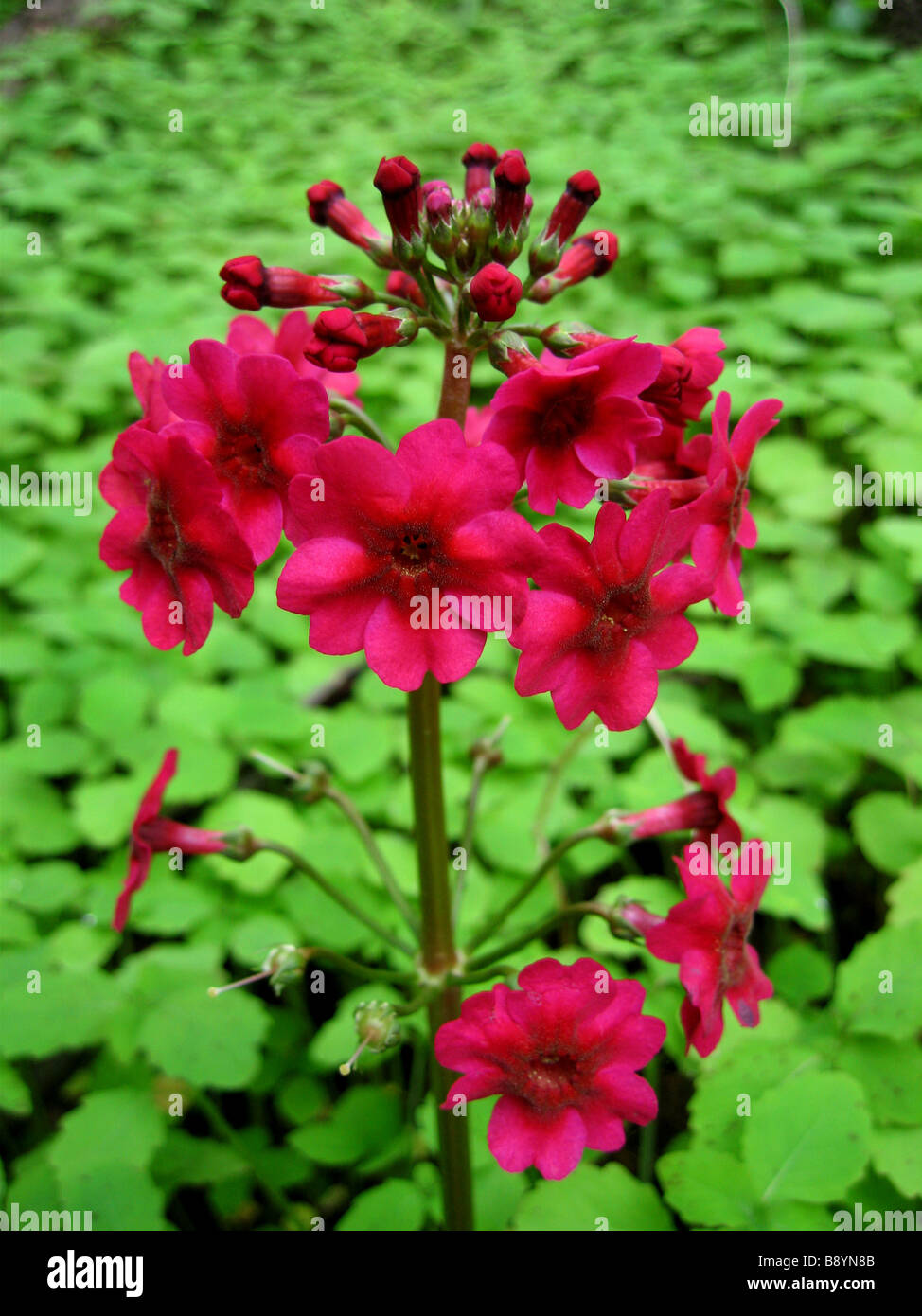 Un primula japonica 'Millers crimson' Foto Stock