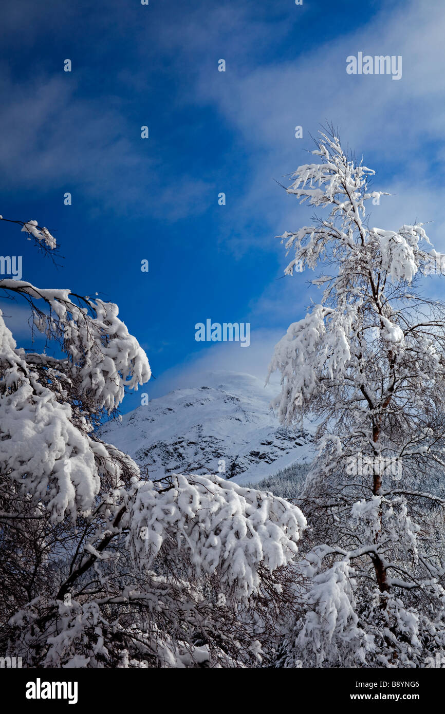 Coperta di neve alberi paesaggio con cielo blu, Breadalbane, Highlands scozzesi, Scotland, Regno Unito, Europa Foto Stock