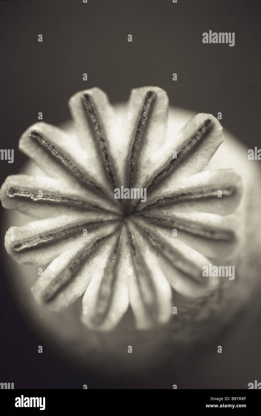 Un bianco e nero close up di un papavero seme head Papaver somniferum nel Giardino di Sissinghurst nel giugno Foto Stock