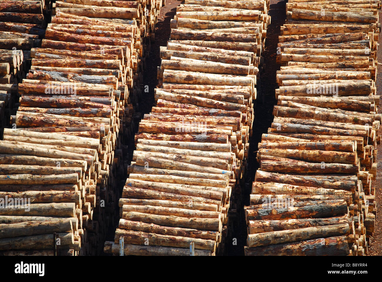 Logs impilati per la spedizione, Lyttelton, Lyttelton Harbour, Banca della penisola, Canterbury, Isola del Sud, Nuova Zelanda Foto Stock