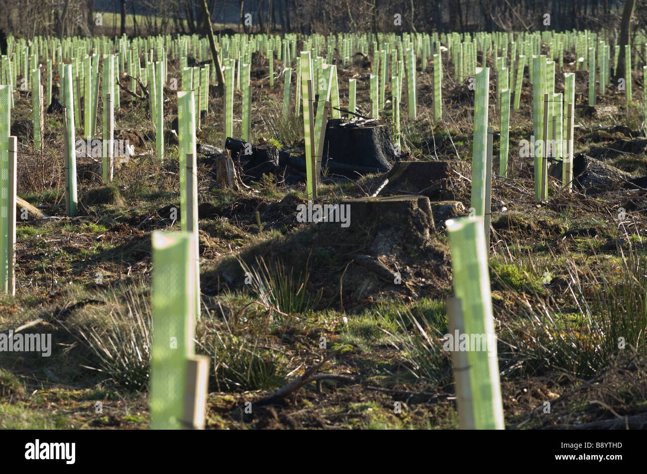 1.2 m albero verde guardie proteggere alberelli dalla fauna selvatica, North Yorkshire, Regno Unito Foto Stock