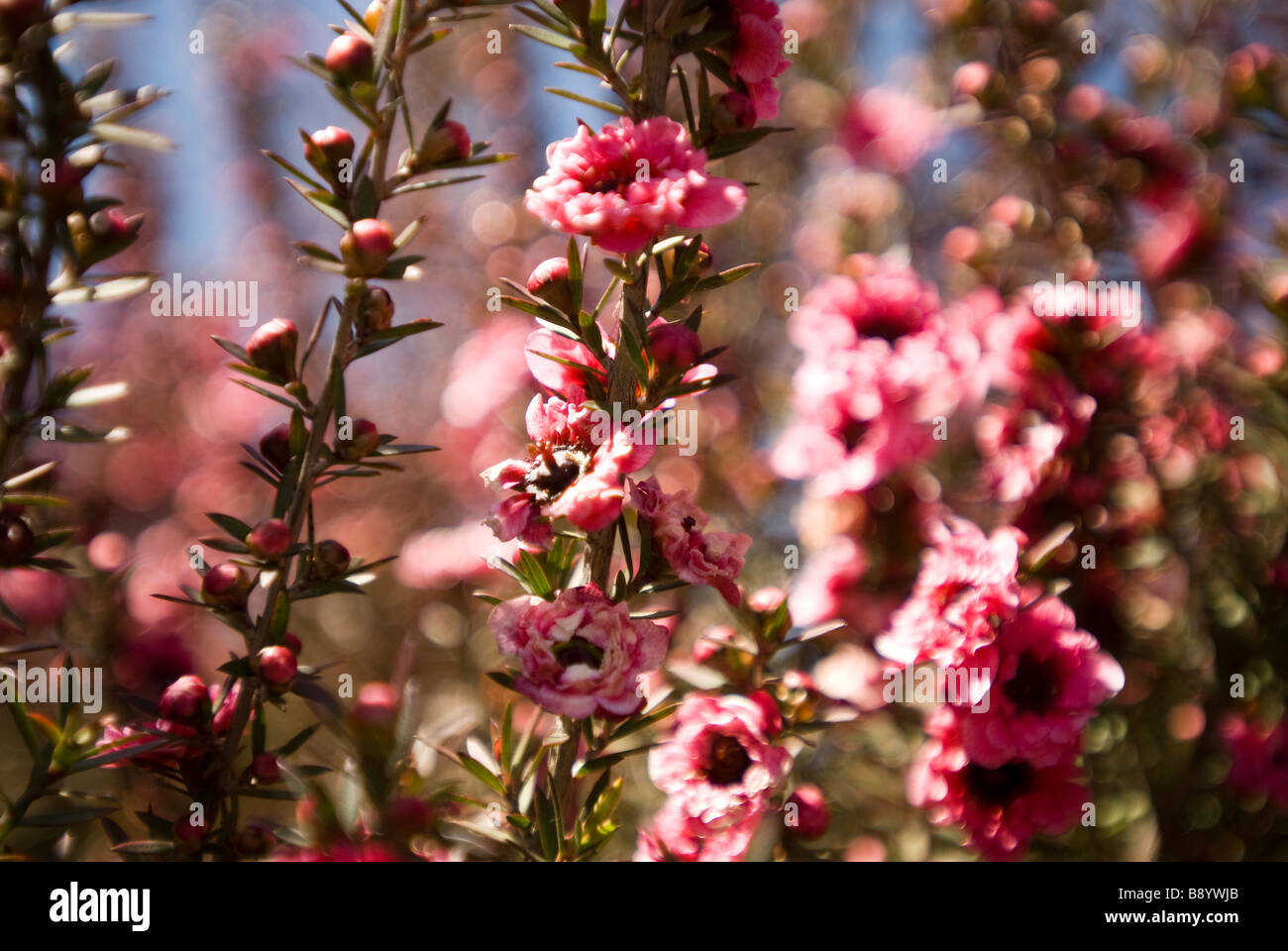 Fiori di colore rosa in California Foto Stock