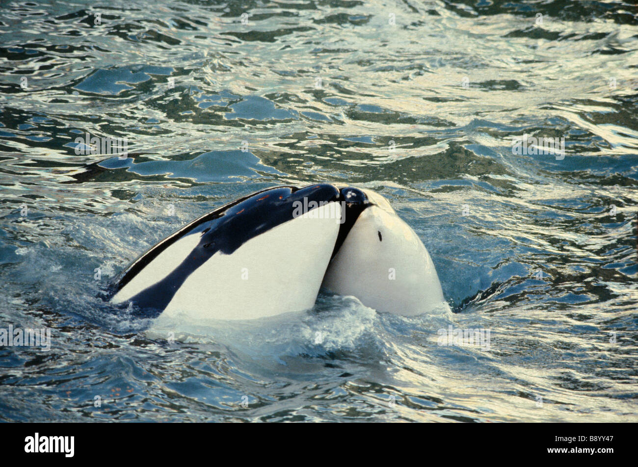Killerwhales Orcinus orca acquario marino usa animale adulto animale in motion animali uccelli bird allegria felicità f orizzontale Foto Stock