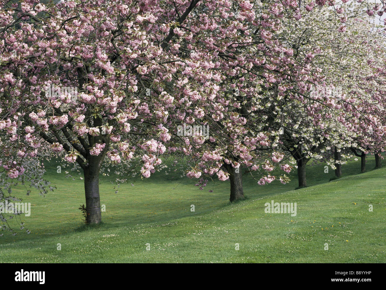 Una fila di alberi di ciliegio con rosa e fiori bianchi nel versante il Cherry Garden a Upton House nel Maggio Foto Stock