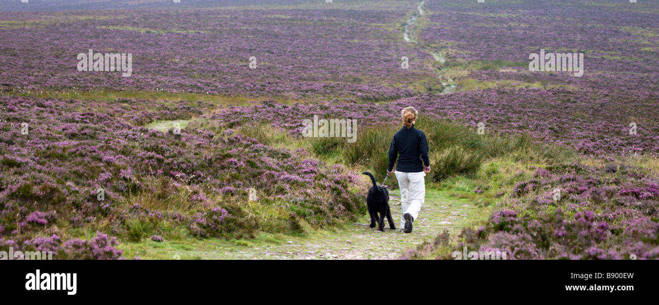 Donna che cammina cane attraverso heather brughiera coperta nel Parco Nazionale di Exmoor Foto Stock