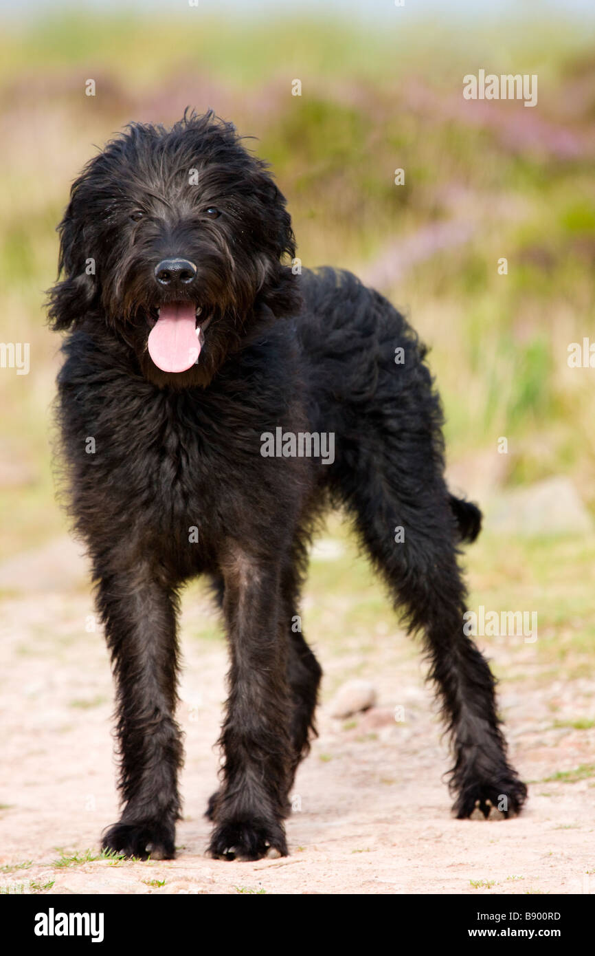 Nero cane Labradoodle Foto Stock