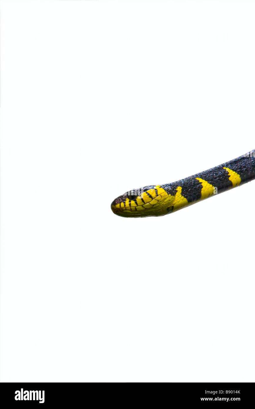 Mangrove snake isolata contro bianco Foto Stock