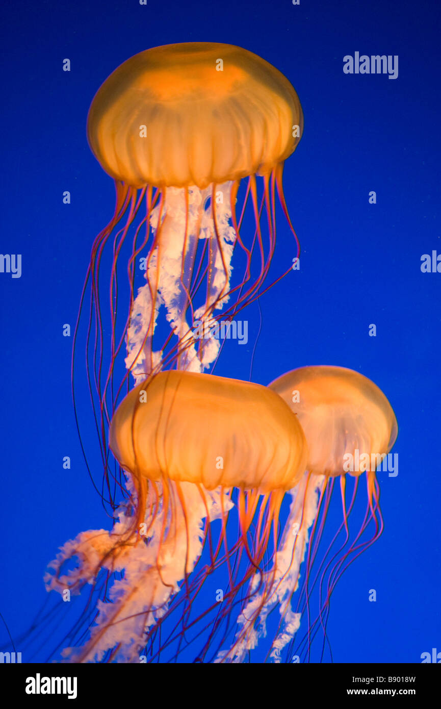 Pacifico mare Meduse di ortica (Chrysaora fuscescens) Aquarium di Vancouver, Vancouver BC Canada Foto Stock