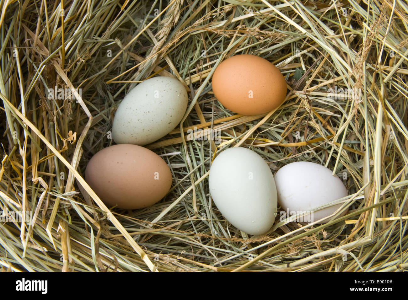 Uova di gallina che stabilisce nel fieno di erba. Foto Stock