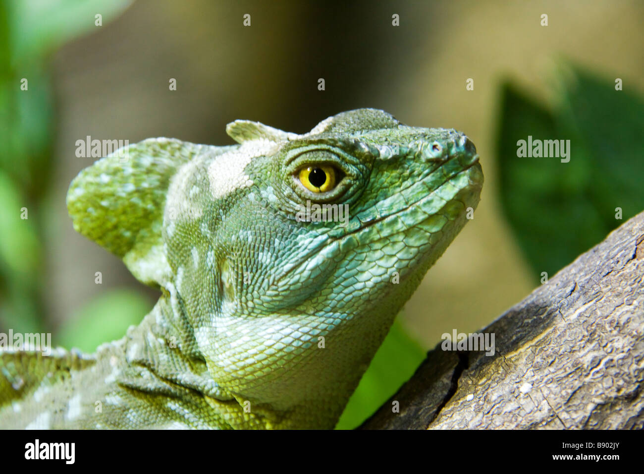 Iguana verde Testa e macro occhio Foto Stock