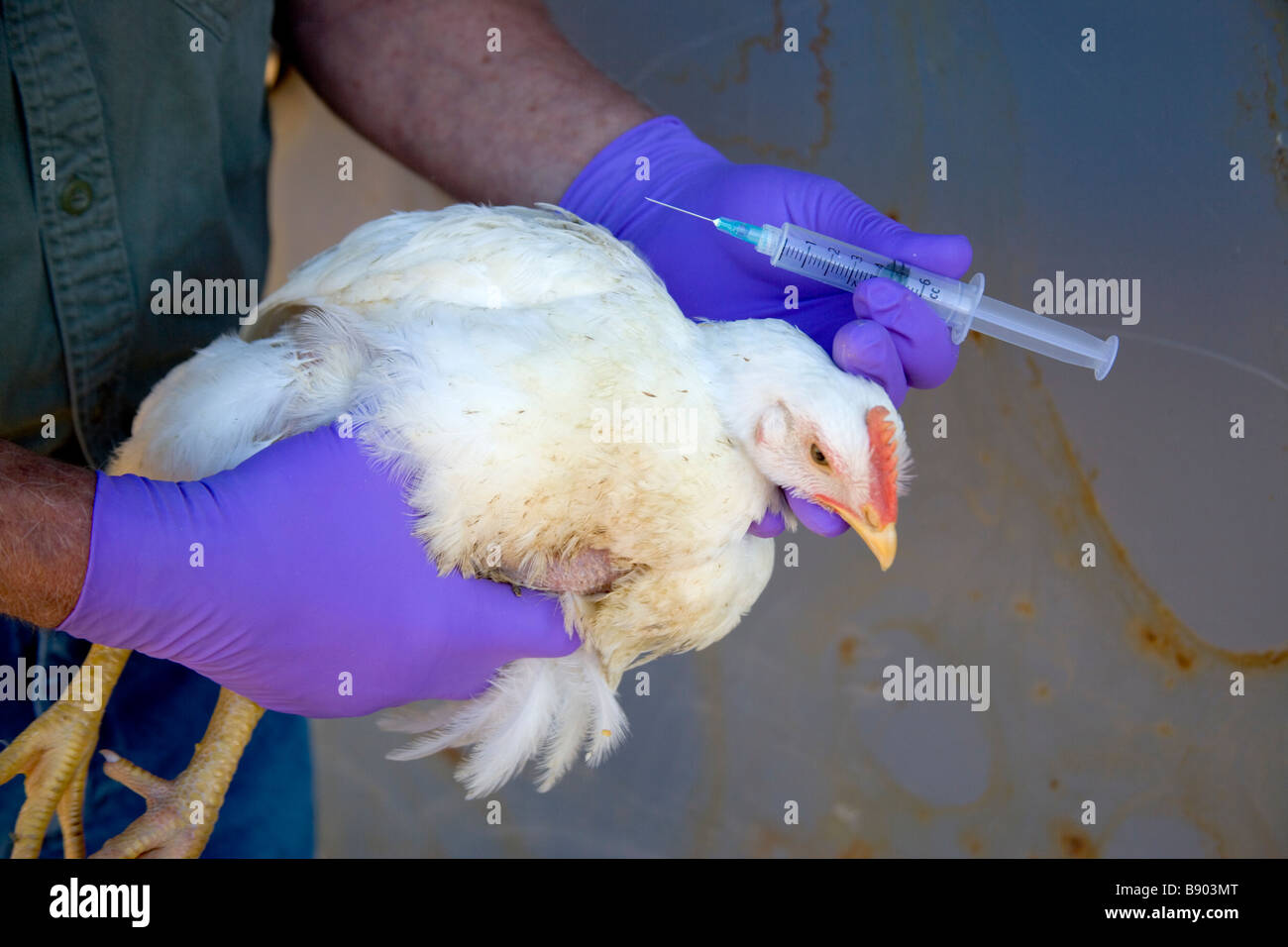 Ricercatore la preparazione del pollame per il campione di sangue. Foto Stock