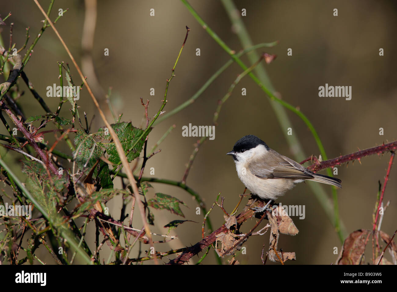 Marsh Tit Poecile palustris Foto Stock