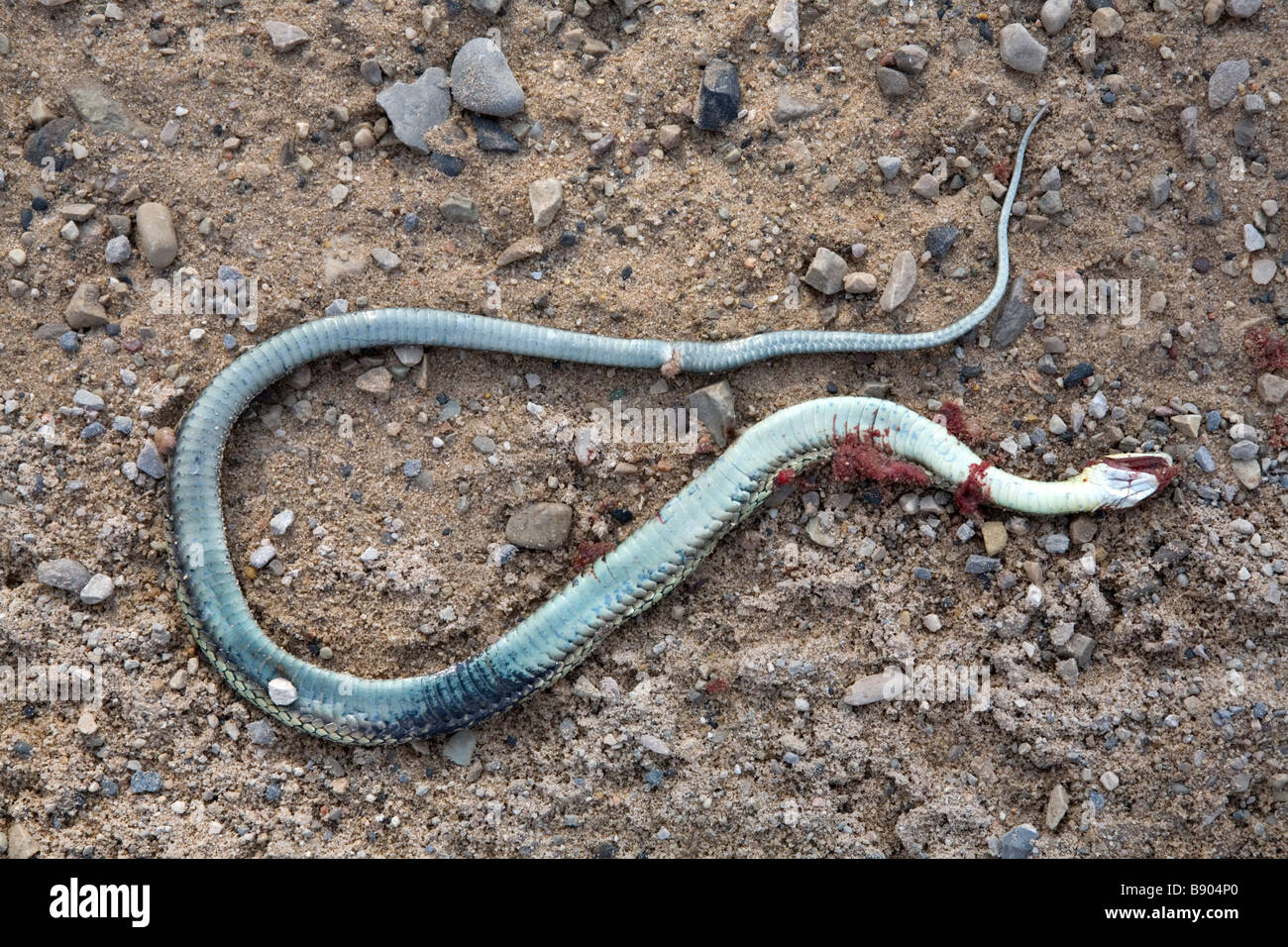 Dead garter snake su sterrato Foto Stock